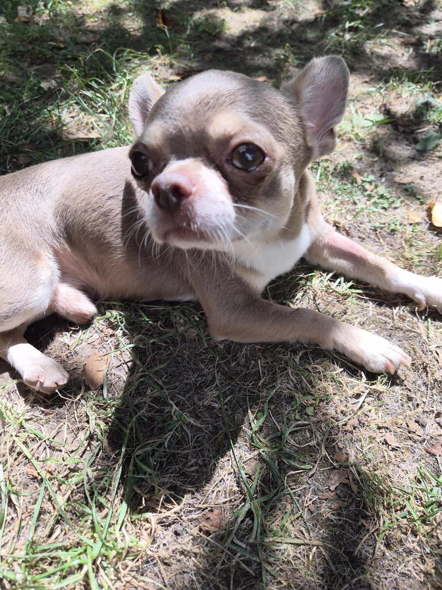 Chihuahua Grey, 12/2021, ca. 25 cm, 73614 Schorndorf