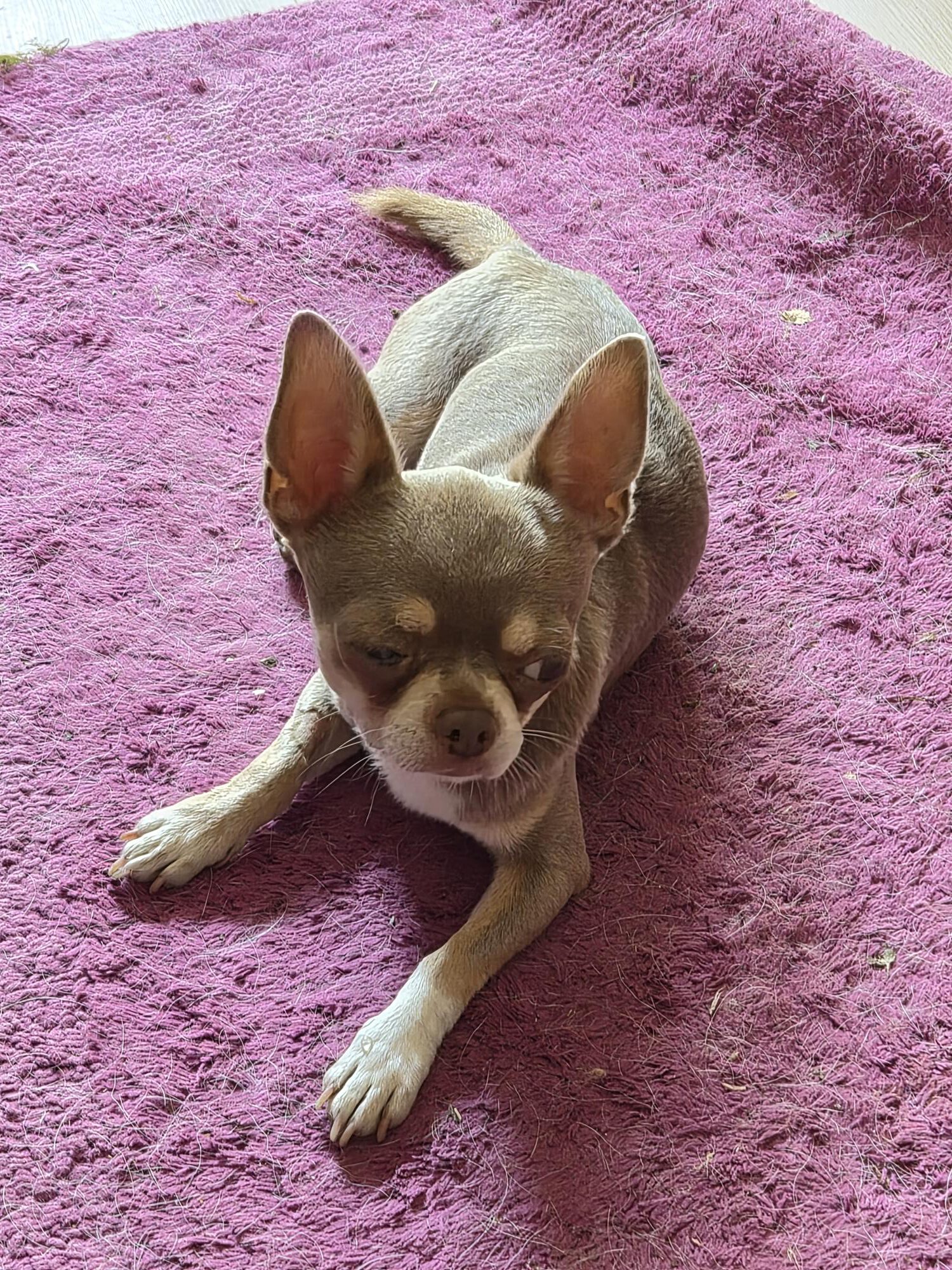 Chihuahua Grey, 12/2021, ca. 25 cm, 73614 Schorndorf
