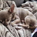 Chihuahua Grey, 12/2021, ca. 25 cm, 73614 Schorndorf