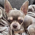 Chihuahua Grey, 12/2021, ca. 25 cm, 73614 Schorndorf
