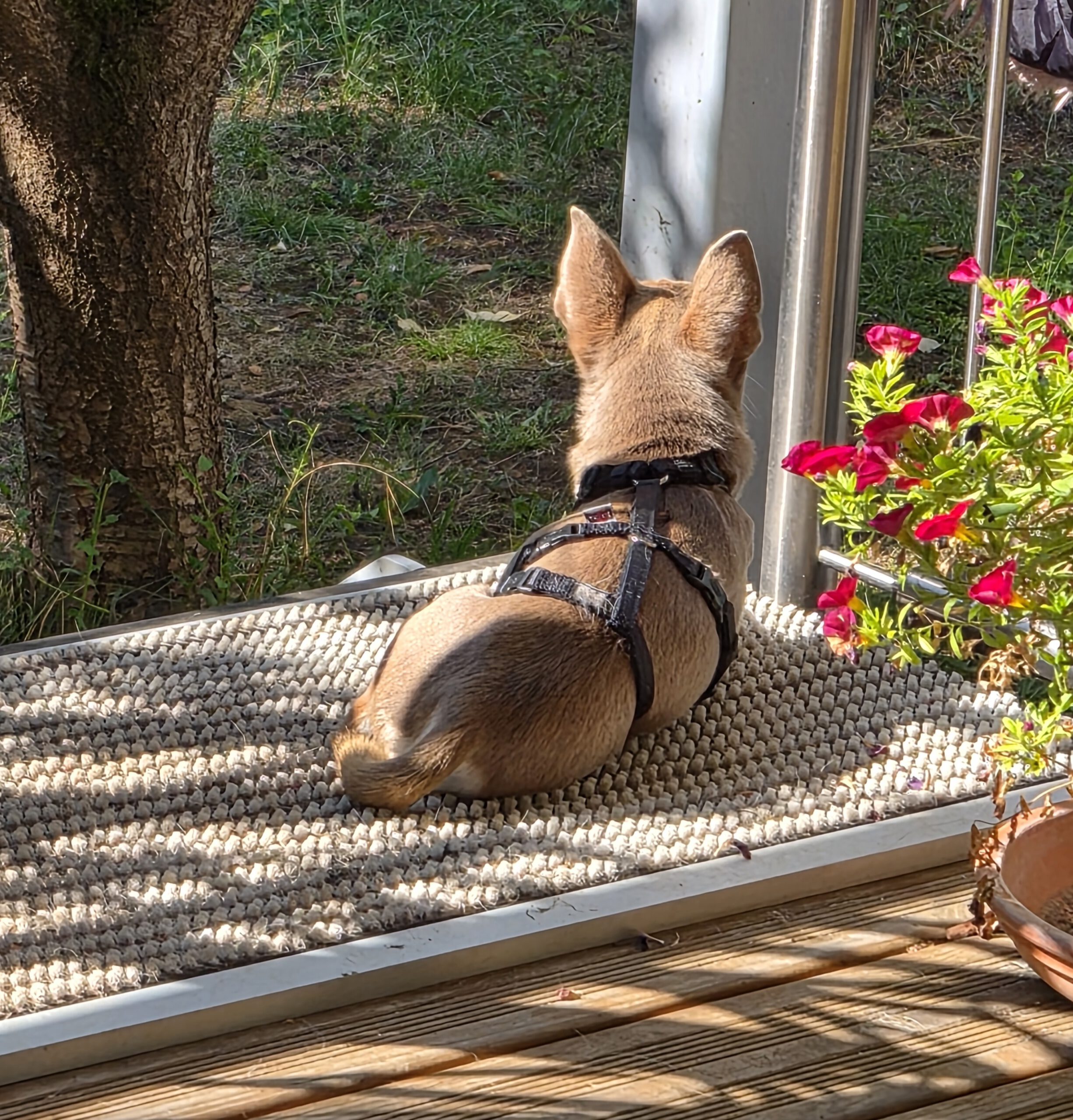 Chihuahua Grey, 12/2021, ca. 25 cm, 73614 Schorndorf