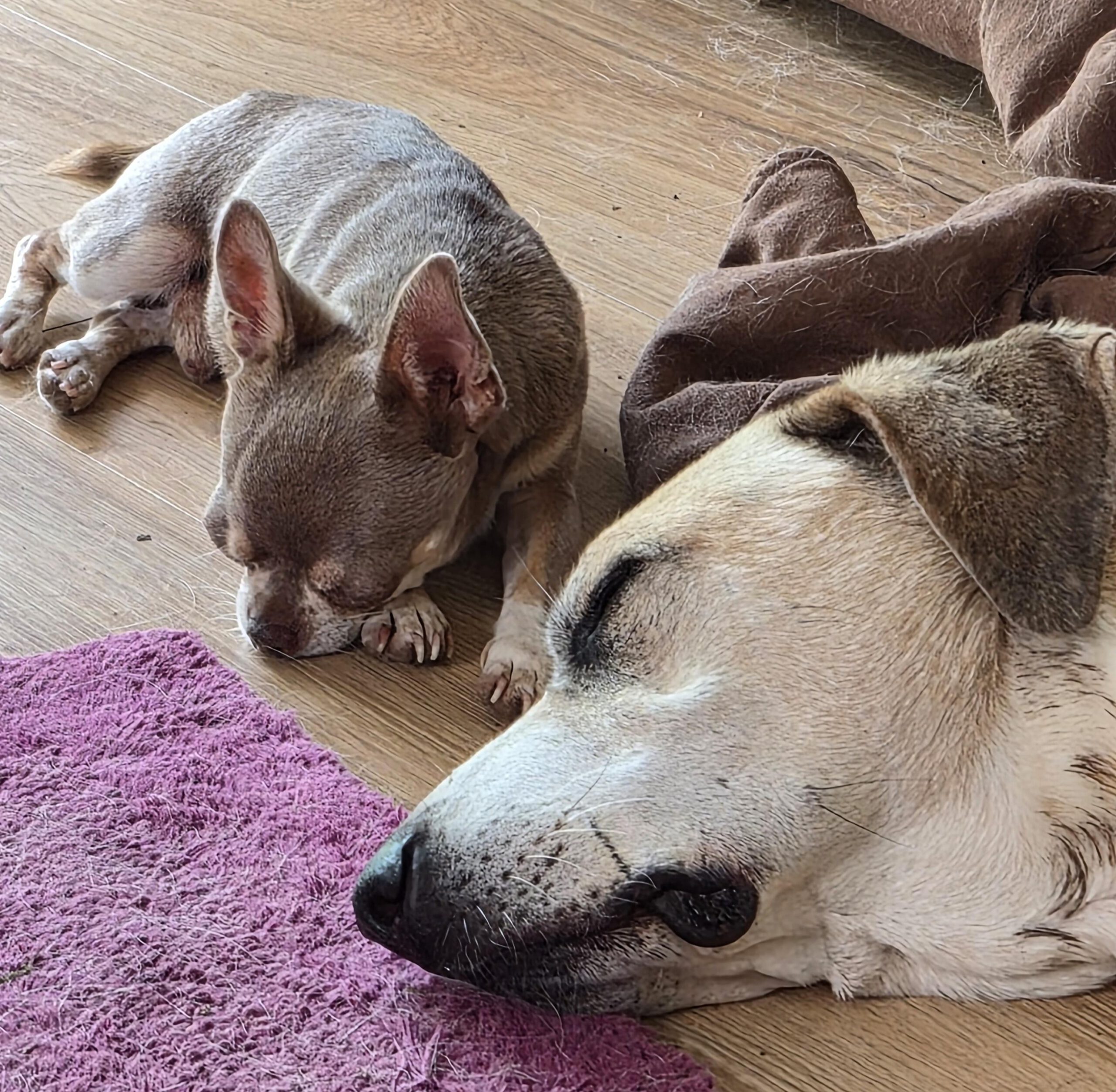 Chihuahua Grey, 12/2021, ca. 25 cm, 73614 Schorndorf