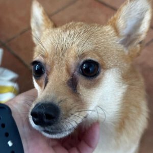 Chihuahua Mischling Holly, 08/2025, ca. 30 cm