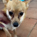 Chihuahua Mischling Holly, 08/2025, ca. 30 cm