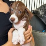 Podenco Mischling Honda, 05/2026, ca. 45 cm