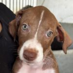 Podenco Mischling Honda, 05/2026, ca. 45 cm