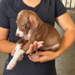 Podenco Mischling Honda, 05/2026, ca. 45 cm