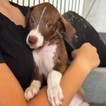 Podenco Mischling Honda, 05/2026, ca. 45 cm