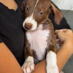 Podenco Mischling Honda, 05/2026, ca. 45 cm