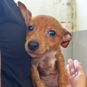 Podenco-Chihuahua Mischling Igor, 05/2026, Endgröße ca. 30-35 cm