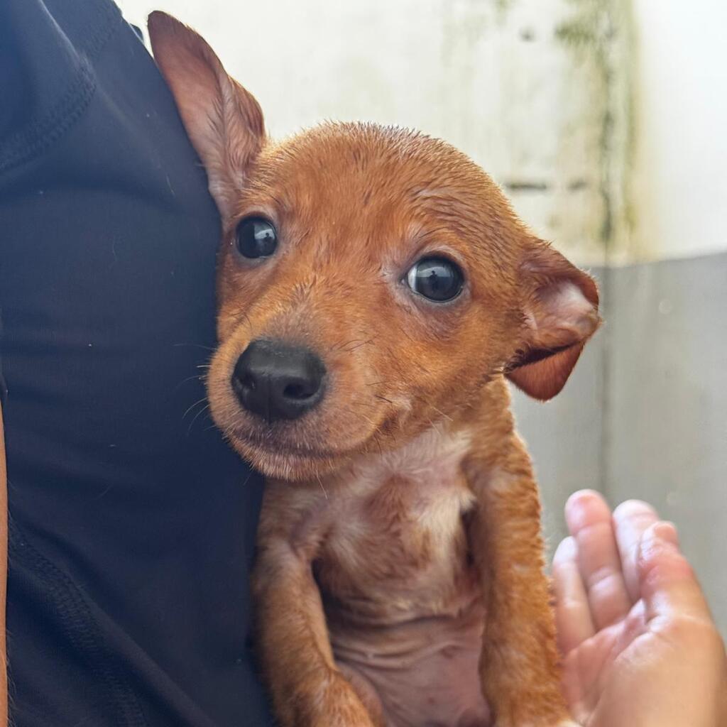 Podenco-Chihuahua Mischling Igor, 05/2026, Endgröße ca. 30-35 cm