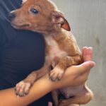 Podenco-Chihuahua Mischling Igor, 05/2026, Endgröße ca. 30-35 cm