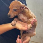 Podenco-Chihuahua Mischling Igor, 05/2026, Endgröße ca. 30-35 cm