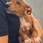 Podenco-Chihuahua Mischling Igor, 05/2026, Endgröße ca. 30-35 cm