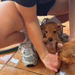 Podenco-Chihuahua Mischling Igor, 05/2026, Endgröße ca. 30-35 cm