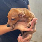 Podenco-Chihuahua Mischling Igor, 05/2026, Endgröße ca. 30-35 cm
