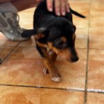 Podenco Mischling Ivan, 05/2026, Endgröße ca. 30-35 cm