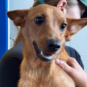 Podenco Mischling Ivy, 08/2025, Endgröße ca. 30-35 cm