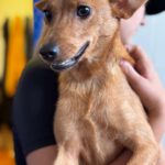 Podenco Mischling Ivy, 08/2025, Endgröße ca. 30-35 cm