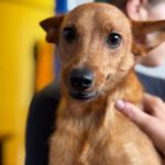 Podenco Mischling Ivy, 08/2025, Endgröße ca. 30-35 cm