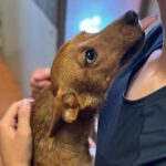 Podenco Mischling Ivy, 08/2025, Endgröße ca. 30-35 cm