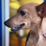 Podenco Mischling Ivy, 08/2025, Endgröße ca. 30-35 cm
