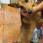 Podenco Mischling Ivy, 08/2025, Endgröße ca. 30-35 cm