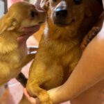 Podenco Mischling Ivy, 08/2025, Endgröße ca. 30-35 cm