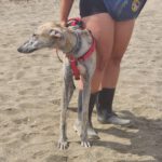 Galgo Jeremiah, 01/2025, ca. 65 cm
