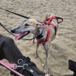 Galgo Jeremiah, 01/2025, ca. 65 cm