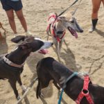 Galgo Jeremiah, 01/2025, ca. 65 cm