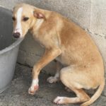 Podenco Collie Mischling Joey, 03/2026, Endgröße ca. 55 cm