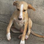 Podenco Collie Mischling Joey, 03/2026, Endgröße ca. 55 cm