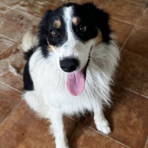 Border Collie Mischling Jumanji, 07/2024, ca. 52 cm
