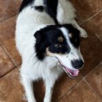 Border Collie Mischling Jumanji, 07/2024, ca. 52  cm
