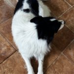 Border Collie Mischling Jumanji, 07/2024, ca. 52  cm