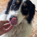 Border Collie Mischling Jumanji, 07/2024, ca. 52  cm