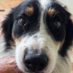 Border Collie Mischling Jumanji, 07/2024, ca. 52  cm