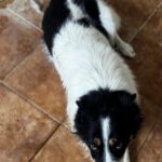 Border Collie Mischling Jumanji, 07/2024, ca. 52  cm
