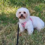 Malteser Kimba, 11/2018, ca. 25 cm, 73272 Neidlingen