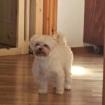 Malteser Kimba, 11/2018, ca. 25 cm, 73272 Neidlingen