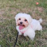 Malteser Kimba, 11/2018, ca. 25 cm, 73272 Neidlingen
