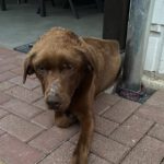 Labrador Retriever Leo, 03/2024, 63 cm, 39619 Leppin-Arndsee