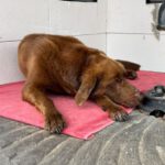 Labrador Retriever Leo, 03/2024, 63 cm, 39619 Leppin-Arndsee