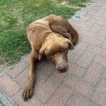 Labrador Retriever Leo, 03/2024, 63 cm, 39619 Leppin-Arndsee