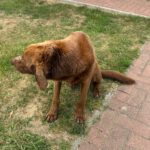 Labrador Retriever Leo, 03/2024, 63 cm, 39619 Leppin-Arndsee