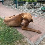 Labrador Retriever Leo, 03/2024, 63 cm, 39619 Leppin-Arndsee