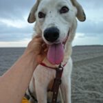 Mischling Laika, 05/2018, ca. 55 cm