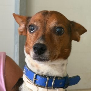 Terrier Mischling Leo, 10/2018, ca. 35 cm
