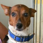 Terrier Mischling Leo, 10/2018, ca. 35 cm